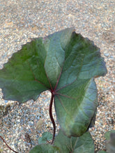 Load image into Gallery viewer, Ligularia Britt-Marie-Crawford
