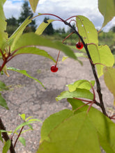 Load image into Gallery viewer, Pin Cherry- Prunus pensylvanica
