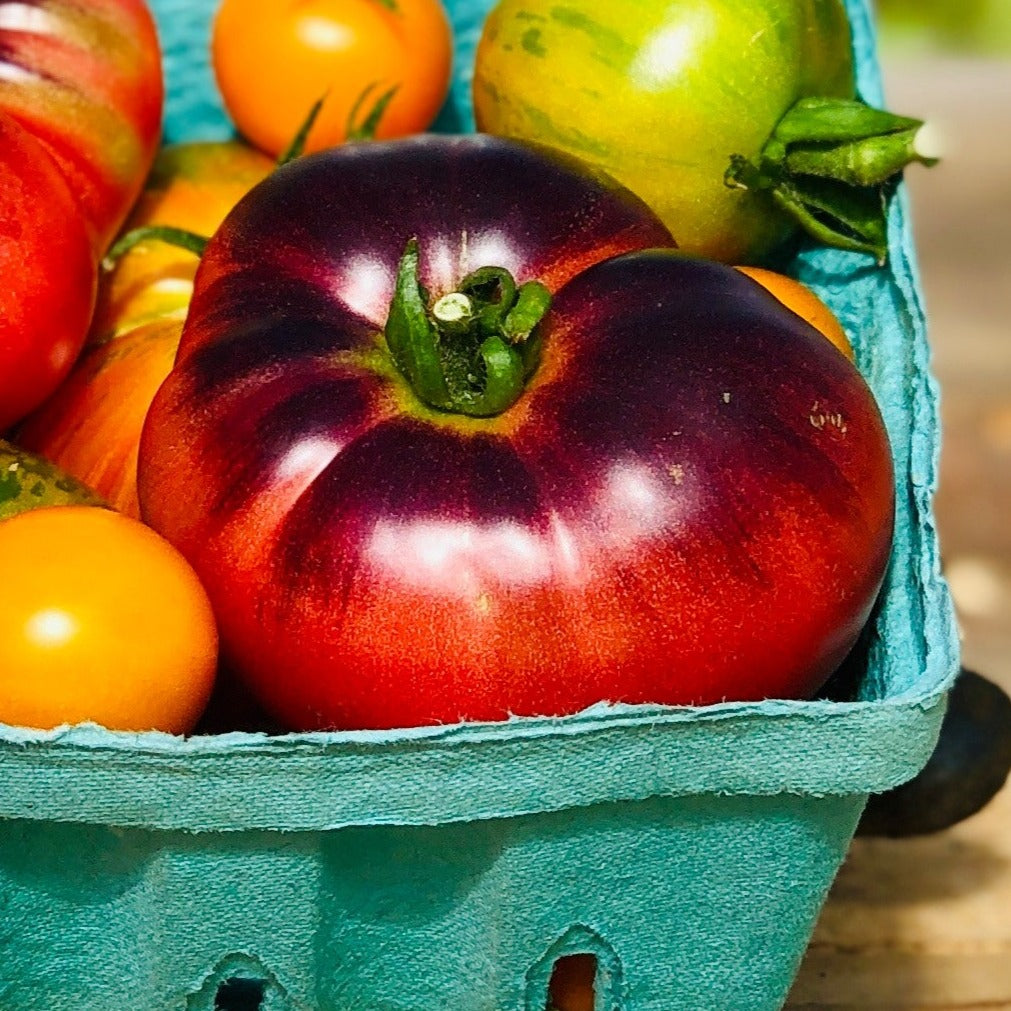 Blud beauty tomato blue on upper half red on lower half in container