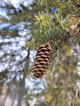 Load image into Gallery viewer, White Spruce - Picea glauca

