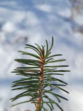 Load image into Gallery viewer, Norway Spruce - Picea abies
