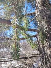 Load image into Gallery viewer, Norway Spruce - Picea abies
