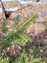 Load image into Gallery viewer, Balsam Fir - Abies balsamea
