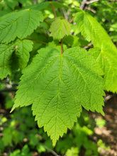 Load image into Gallery viewer, Mountain Maple - Acer spicatum
