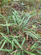 Load image into Gallery viewer, Sweetfern - Comptonia peregrina
