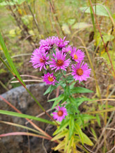 Load image into Gallery viewer, New England Aster - Symphyotrichum novae-angliae
