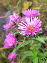 Load image into Gallery viewer, New England Aster - Symphyotrichum novae-angliae
