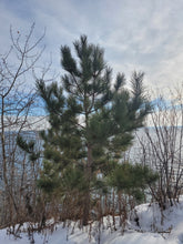 Load image into Gallery viewer, Red Pine - Pinus resinosa
