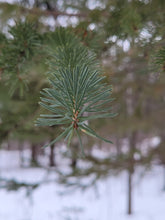 Load image into Gallery viewer, White Spruce - Picea glauca
