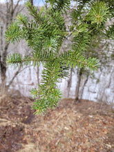 Load image into Gallery viewer, Balsam Fir - Abies balsamea
