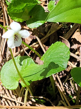 Load image into Gallery viewer, Sweet White Violet - Viola incognita
