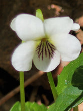 Load image into Gallery viewer, Sweet White Violet - Viola incognita
