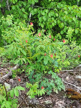 Load image into Gallery viewer, Wild Columbine - Aquilegia canadensis
