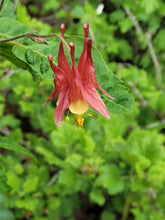 Load image into Gallery viewer, Wild Columbine - Aquilegia canadensis
