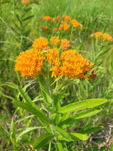 Load image into Gallery viewer, Butterfly Flower - Asclepias tuberosa
