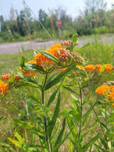 Load image into Gallery viewer, Butterfly Flower - Asclepias tuberosa
