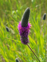 Load image into Gallery viewer, Purple Prairie Clover - Dalea purpurea

