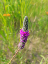Load image into Gallery viewer, Purple Prairie Clover - Dalea purpurea
