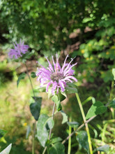 Load image into Gallery viewer, Wild Bergamot - Monarda fistulosa
