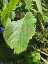 Load image into Gallery viewer, American Linden - Tilia americana

