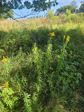 Load image into Gallery viewer, Canada Goldenrod - Solidago canadensis
