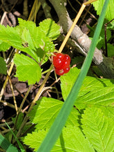Load image into Gallery viewer, Dwarf Raspberry - Rubus pubescens
