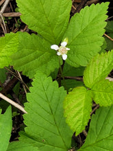 Load image into Gallery viewer, Dwarf Raspberry - Rubus pubescens

