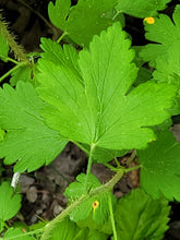 Load image into Gallery viewer, Smooth Gooseberry - Ribes hirtellum
