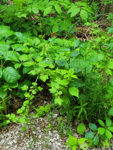 Load image into Gallery viewer, Smooth Gooseberry - Ribes hirtellum
