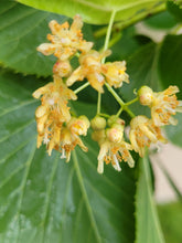 Load image into Gallery viewer, American Linden - Tilia americana
