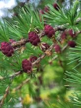 Load image into Gallery viewer, Tamarack - Larix laricina
