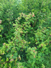 Load image into Gallery viewer, Boyne Raspberry - Rubus idaeus "Boyne"
