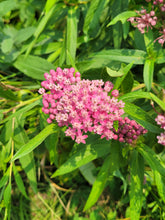 Load image into Gallery viewer, Swamp Milkweed - Asclepias incarnata
