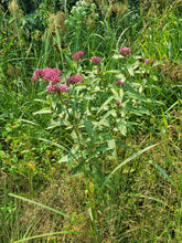 Load image into Gallery viewer, Swamp Milkweed - Asclepias incarnata
