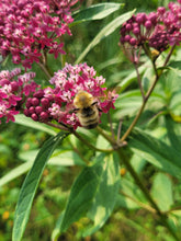 Load image into Gallery viewer, Swamp Milkweed - Asclepias incarnata
