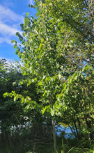 Load image into Gallery viewer, American Linden - Tilia americana
