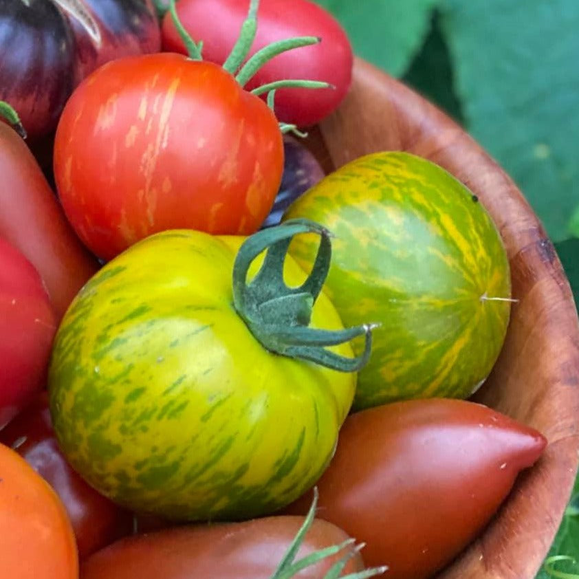 Green Zebra Tomato Start – Hammarlund Nursery