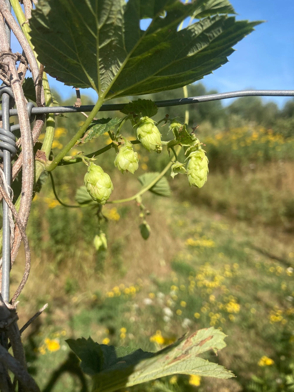 hops on vine growing