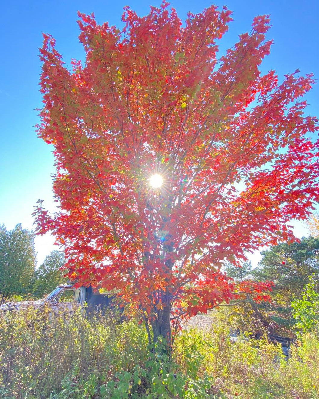 Autumn Blaze Maple