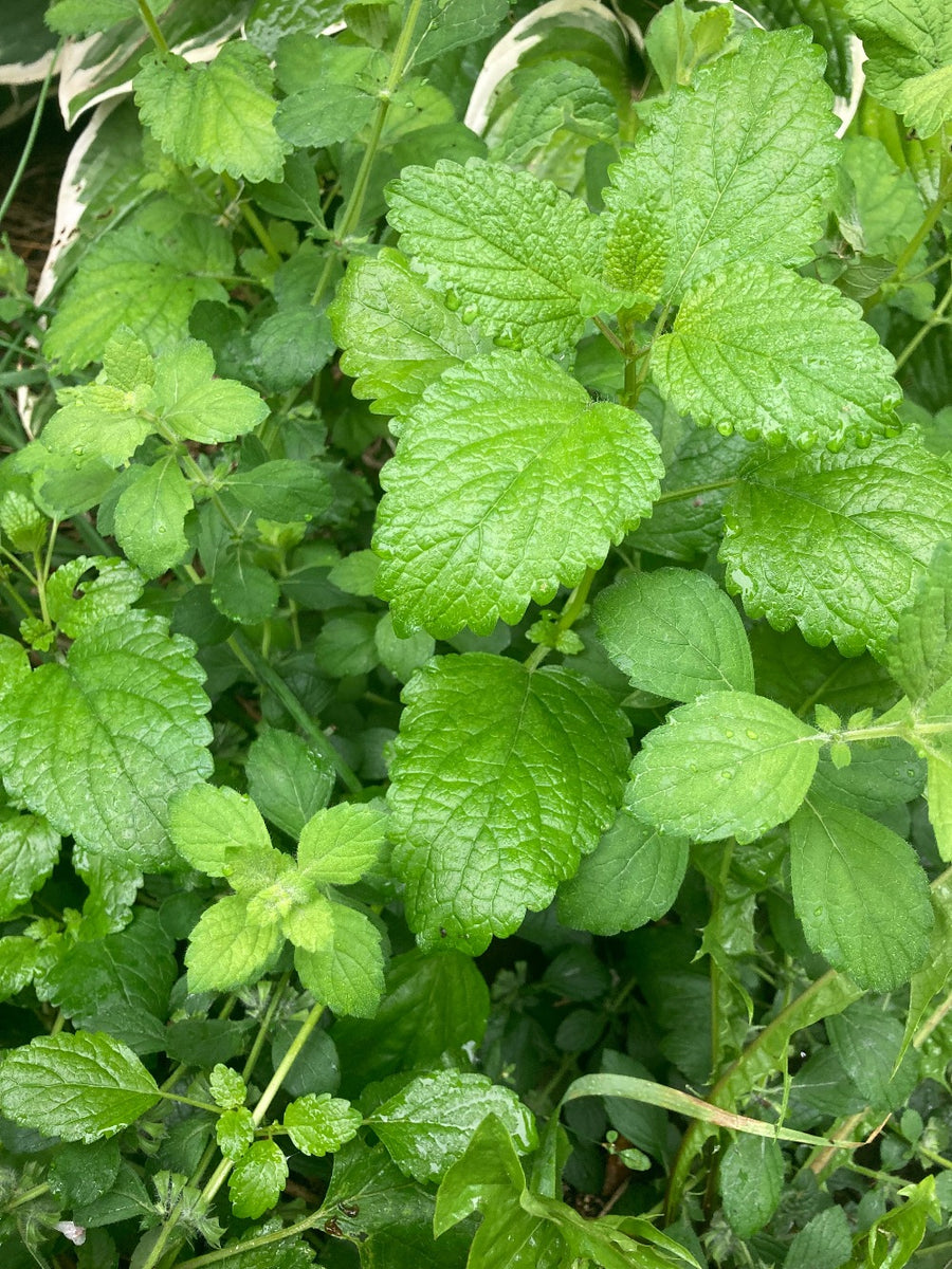 Lemon balm – Hammarlund Nursery