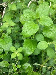 Lemon balm