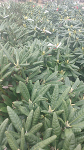 Mikkeli rhododendron young plants