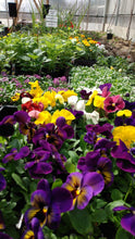 Load image into Gallery viewer, Pansy Delta
