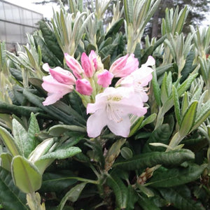 Mikkeli Rhododendron