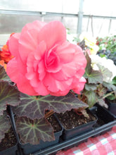 Load image into Gallery viewer, Begonia Nonstop

