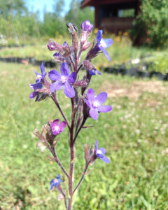 Azure Anchusa