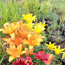 Load image into Gallery viewer, Asiatic Lily Varieties
