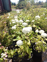 Load image into Gallery viewer, Annabelle Smooth Hydrangea

