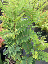 Load image into Gallery viewer, False Indigo- Amorpha fruticosa
