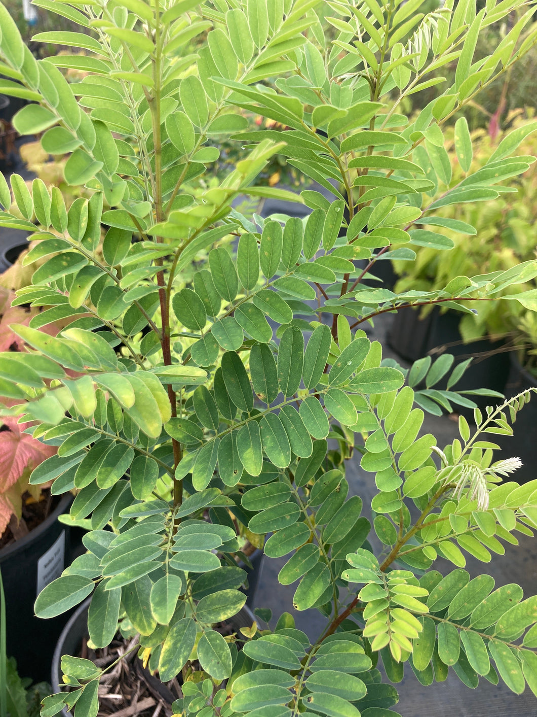 False Indigo- Amorpha fruticosa